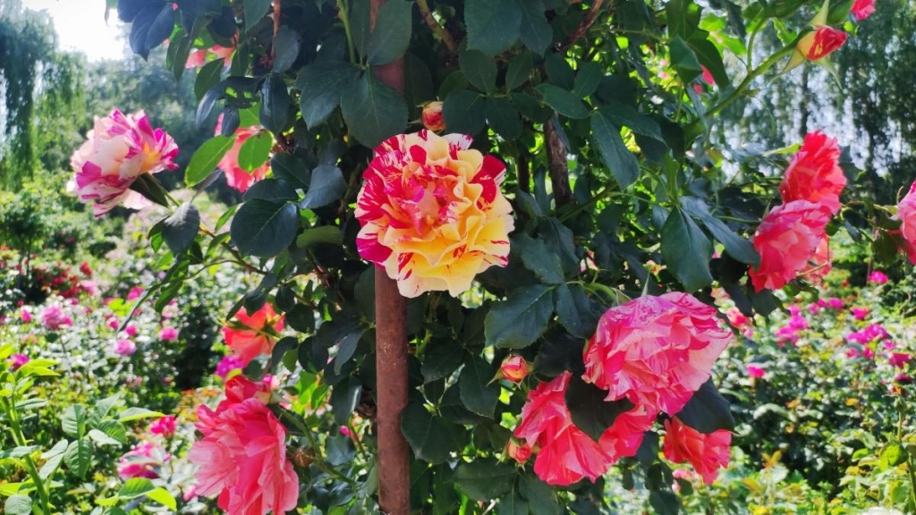 У ботсаду Києва розпочалося масове цвітіння троянд (фоторепортаж, відео) 5 У ботсаду Києва розпочалося масове цвітіння троянд (фоторепортаж, відео)