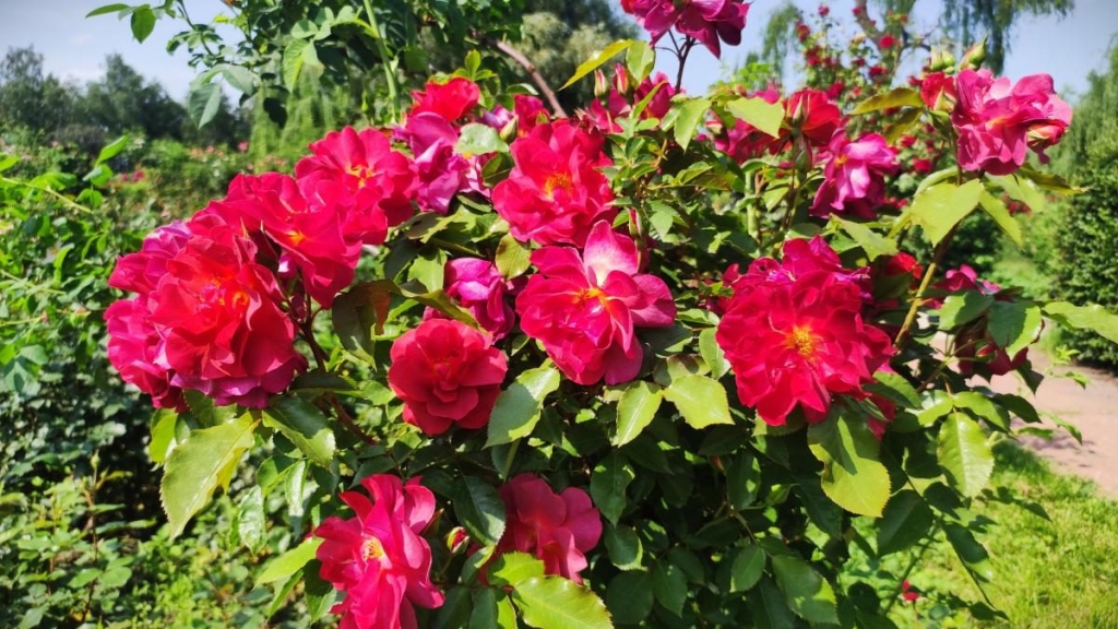 У ботсаду Києва розпочалося масове цвітіння троянд (фоторепортаж, відео) 20 У ботсаду Києва розпочалося масове цвітіння троянд (фоторепортаж, відео)