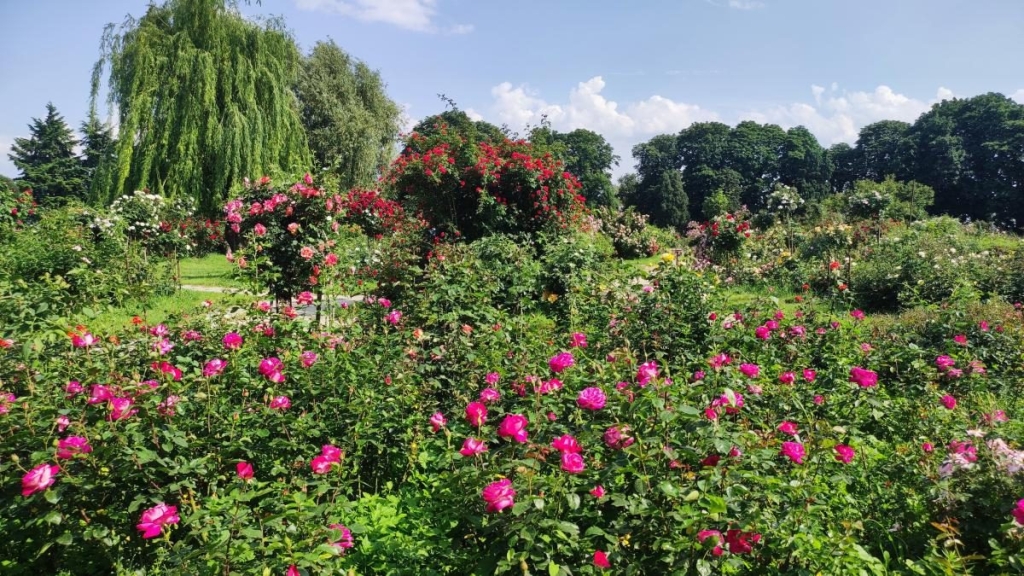 У ботсаду Києва розпочалося масове цвітіння троянд (фоторепортаж, відео) 4 У ботсаду Києва розпочалося масове цвітіння троянд (фоторепортаж, відео)