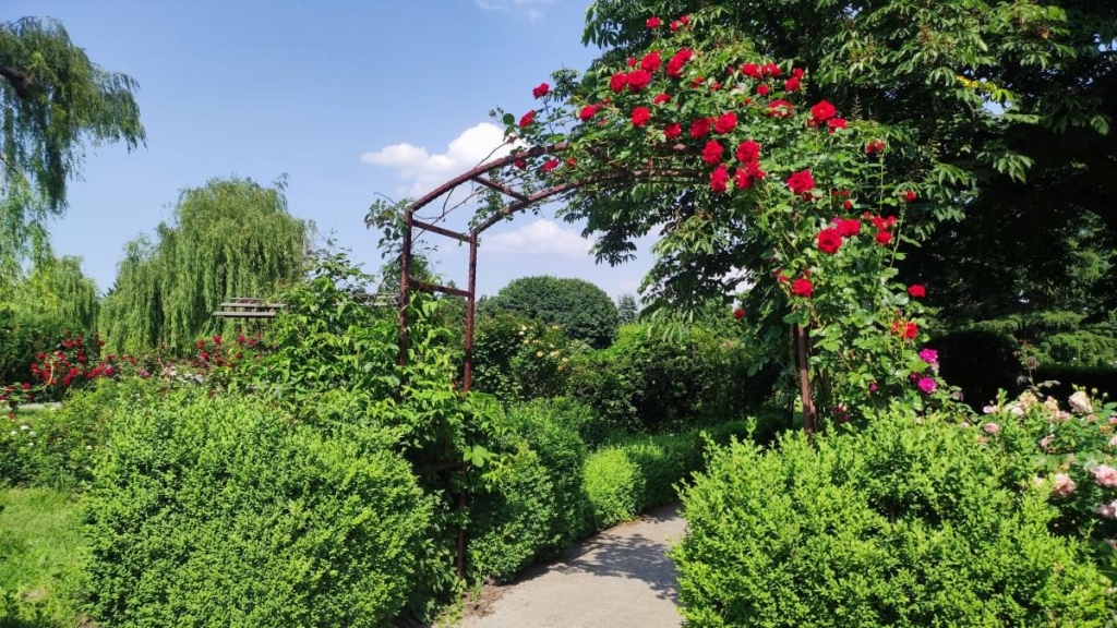 У ботсаду Києва розпочалося масове цвітіння троянд (фоторепортаж, відео) 12 У ботсаду Києва розпочалося масове цвітіння троянд (фоторепортаж, відео)