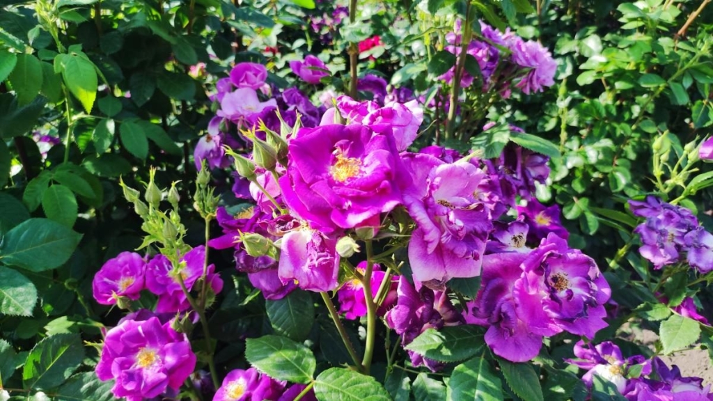 У ботсаду Києва розпочалося масове цвітіння троянд (фоторепортаж, відео) 11 У ботсаду Києва розпочалося масове цвітіння троянд (фоторепортаж, відео)