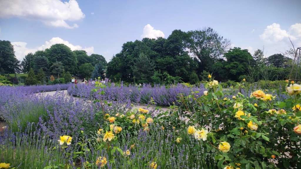 У ботсаду Києва розпочалося масове цвітіння троянд (фоторепортаж, відео) 30 Шавлія в ботсаду Гришка / фото Марина Григоренко