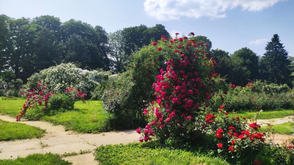У ботсаду Києва розпочалося масове цвітіння троянд (фоторепортаж, відео) 21 У ботсаду Києва розпочалося масове цвітіння троянд (фоторепортаж, відео)
