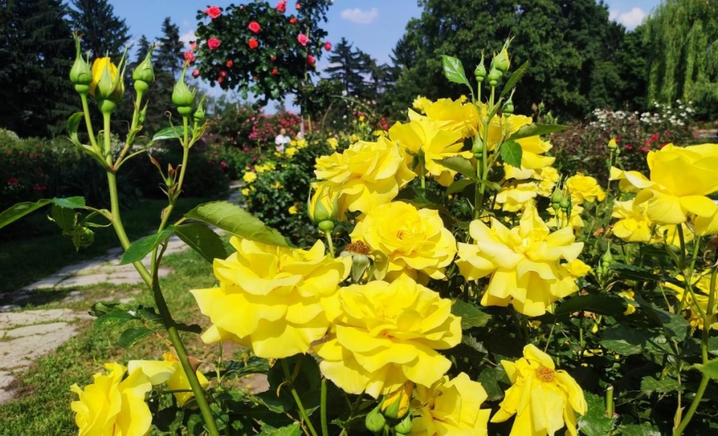У ботсаду Києва розпочалося масове цвітіння троянд (фоторепортаж, відео) 3 У ботсаду Києва розпочалося масове цвітіння троянд (фоторепортаж, відео)