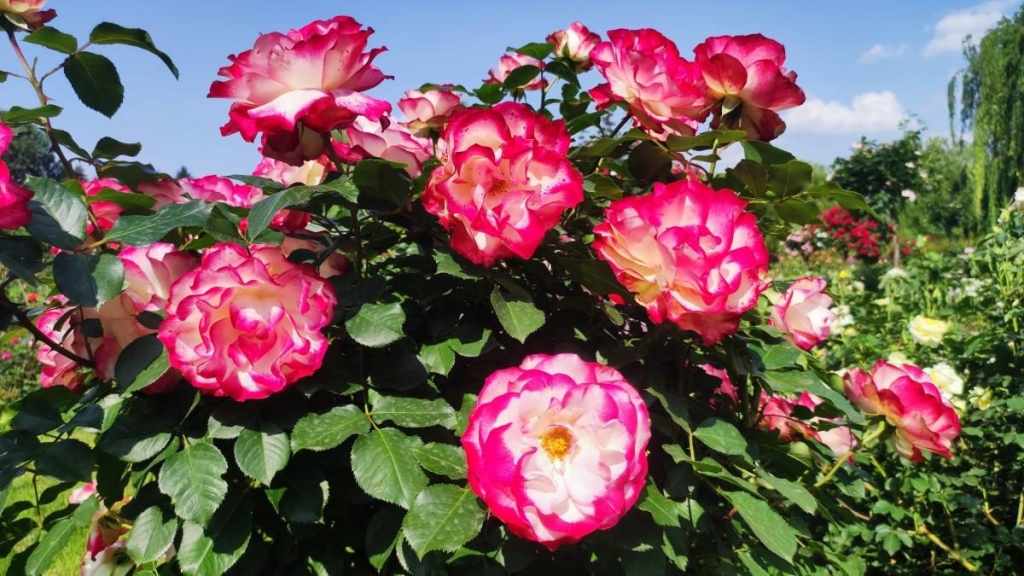 У ботсаду Києва розпочалося масове цвітіння троянд (фоторепортаж, відео) 2 У ботсаду Києва розпочалося масове цвітіння троянд (фоторепортаж, відео)