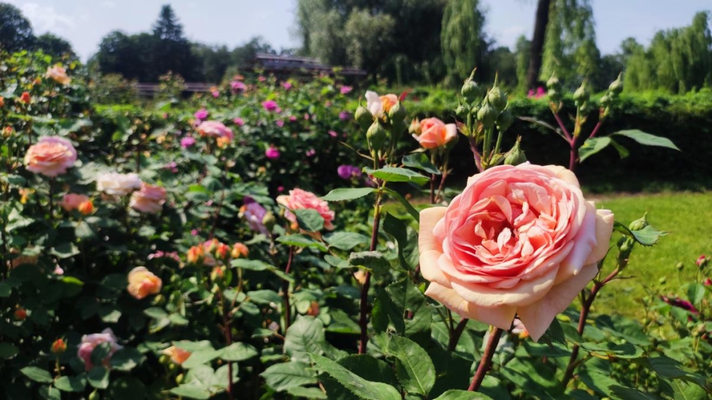 У ботсаду Києва розпочалося масове цвітіння троянд (фоторепортаж, відео) 1 В ботсаду Гришка почали масово цвісти троянди / фото Марина Григоренко