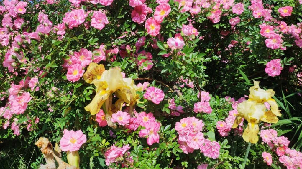 У ботсаду Києва розпочалося масове цвітіння троянд (фоторепортаж, відео) 9 У ботсаду Києва розпочалося масове цвітіння троянд (фоторепортаж, відео)