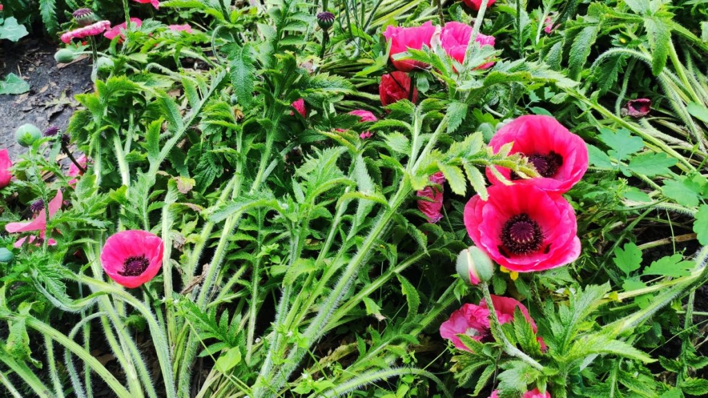 У ботсаду Києва розпочалося масове цвітіння троянд (фоторепортаж, відео) 24 Маки в ботсаду Гришка / фото Марина Григоренко