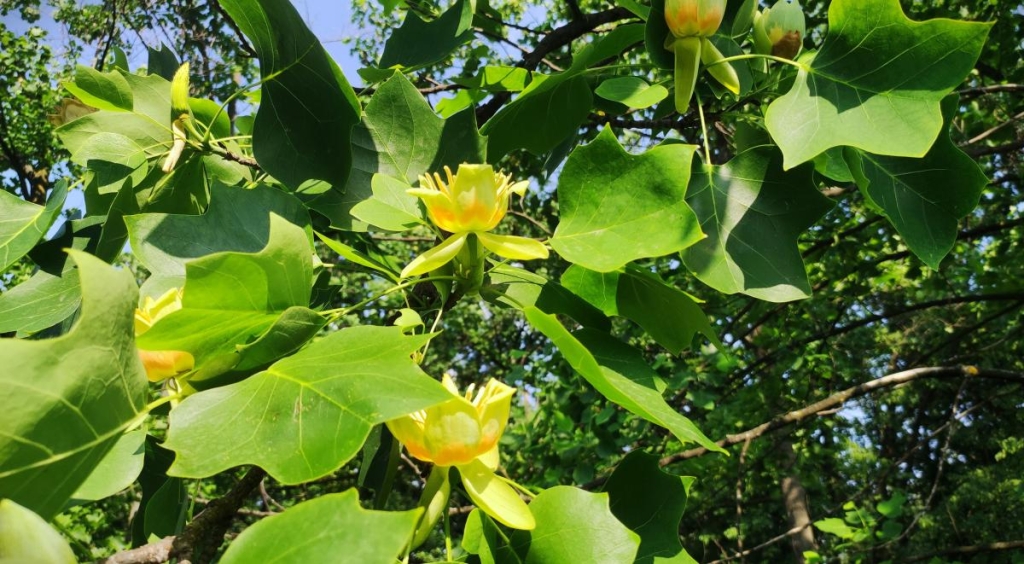 У ботсаду Києва розпочалося масове цвітіння троянд (фоторепортаж, відео) 27 Тюльпанове дерево в ботсаду Гришка / фото Марина Григоренко