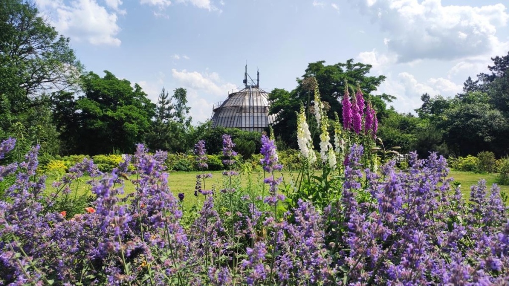 У ботсаду Києва розпочалося масове цвітіння троянд (фоторепортаж, відео) 29 Ботсад Гришка влітку працює до пізнього вечора / фото Марина Григоренко