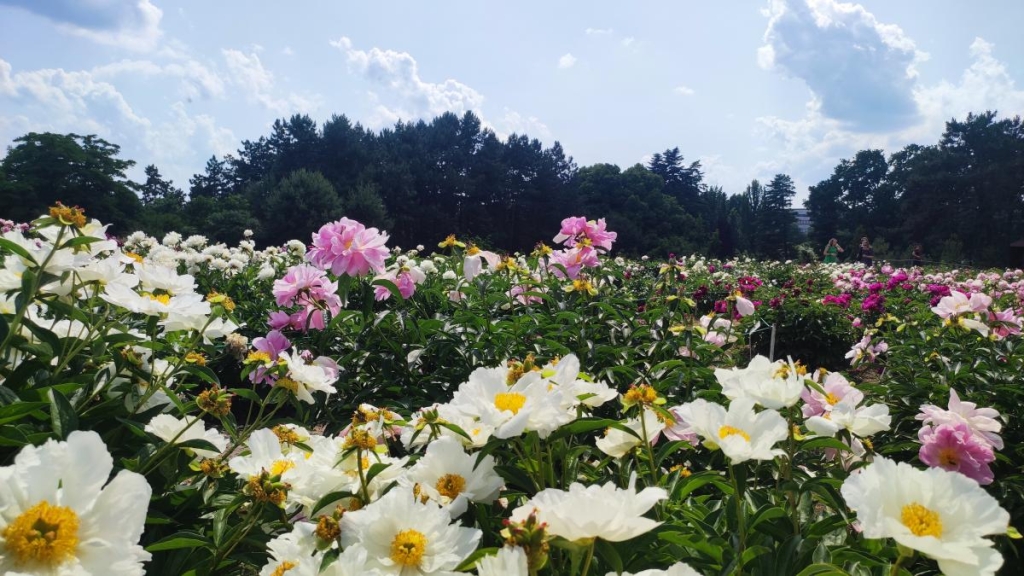 У ботсаду Києва розпочалося масове цвітіння троянд (фоторепортаж, відео) 26 Півонії в ботсаду Гришка / фото Марина Григоренко