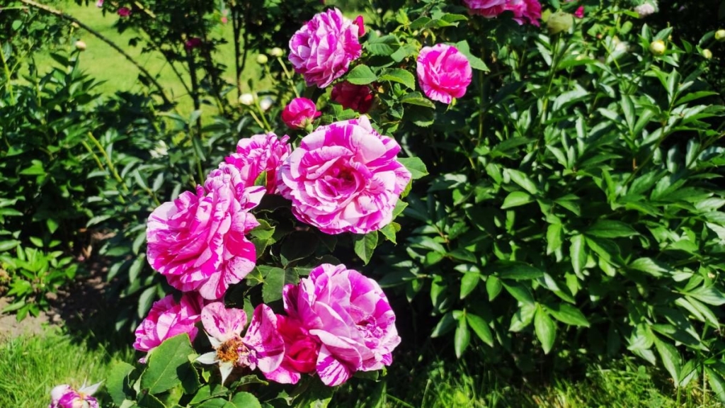 У ботсаду Києва розпочалося масове цвітіння троянд (фоторепортаж, відео) 8 У ботсаду Києва розпочалося масове цвітіння троянд (фоторепортаж, відео)