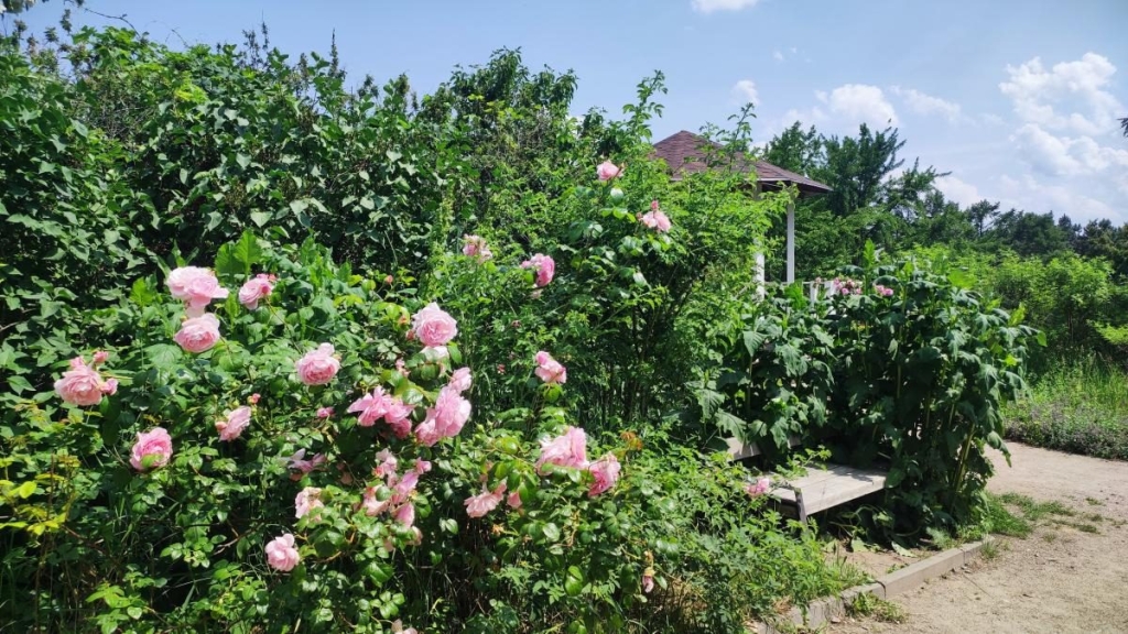 У ботсаду Києва розпочалося масове цвітіння троянд (фоторепортаж, відео) 23 У ботсаду Києва розпочалося масове цвітіння троянд (фоторепортаж, відео)