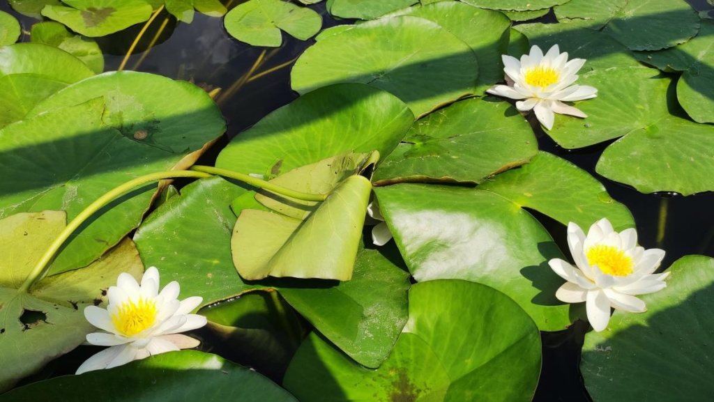 У ботсаду Києва розпочалося масове цвітіння троянд (фоторепортаж, відео) 25 Водяні лілії в ботсаду Гришка / фото Марина Григоренко