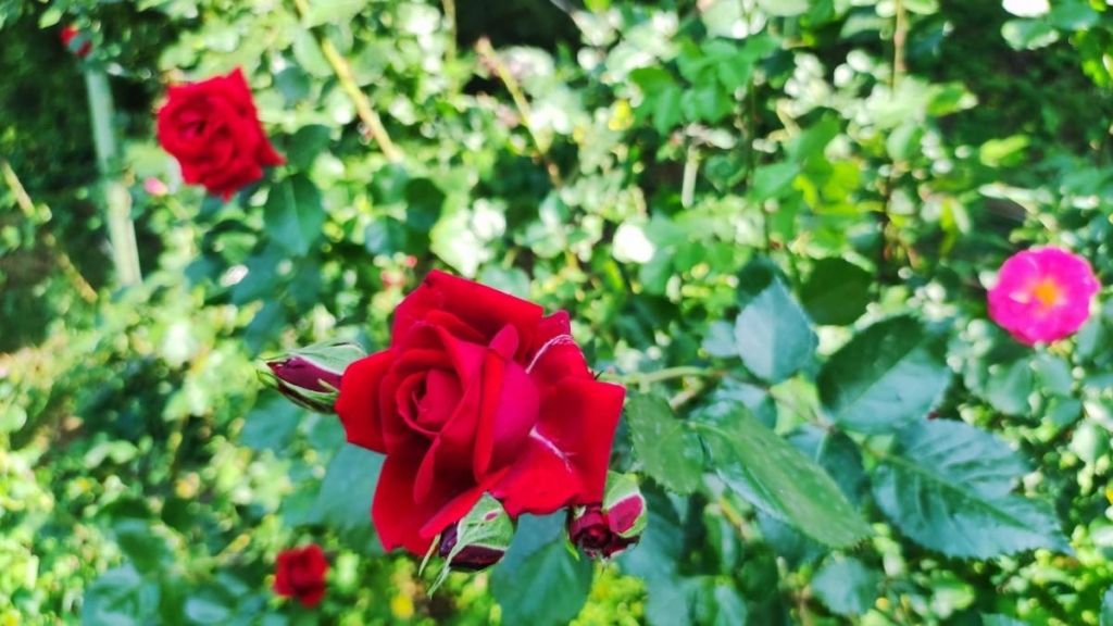 У ботсаду Києва розпочалося масове цвітіння троянд (фоторепортаж, відео) 17 У ботсаду Києва розпочалося масове цвітіння троянд (фоторепортаж, відео)