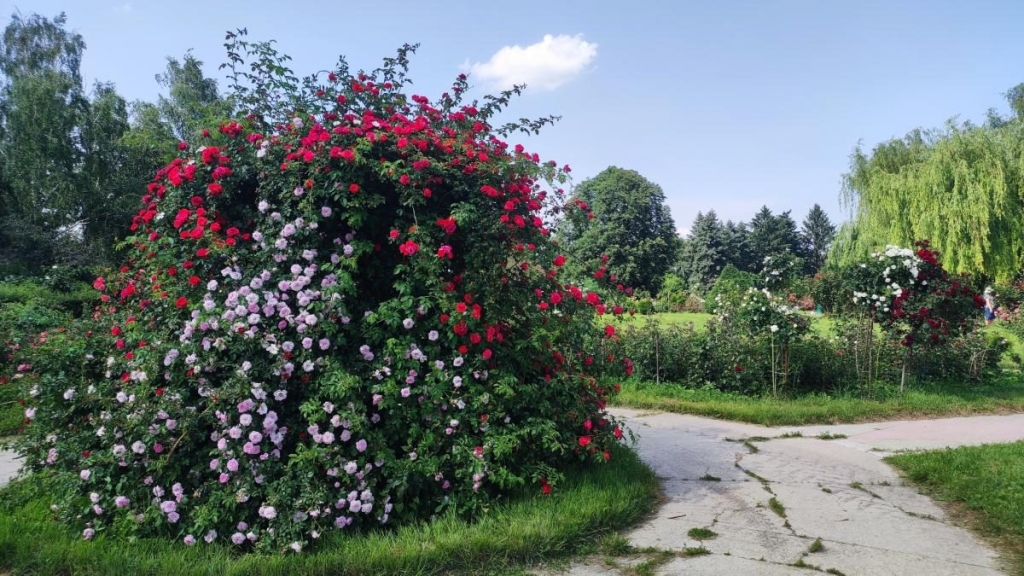 У ботсаду Києва розпочалося масове цвітіння троянд (фоторепортаж, відео) 13 У ботсаду Києва розпочалося масове цвітіння троянд (фоторепортаж, відео)
