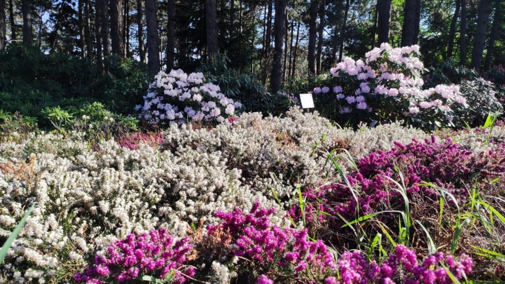 У київському ботсаду розпочався сезон цвітіння бузку – це не можна пропустити (фоторепортаж) 21 У київському ботсаду розпочався сезон цвітіння бузку – це не можна пропустити (фоторепортаж)