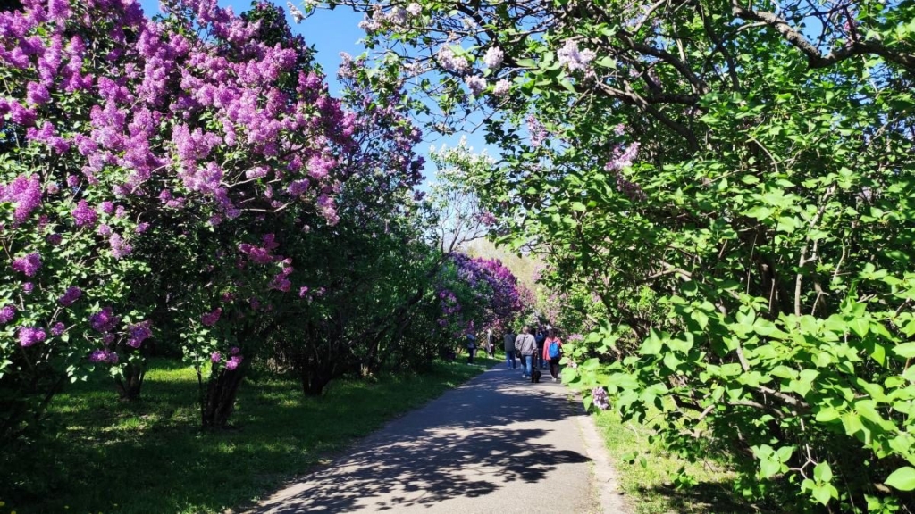 У київському ботсаду розпочався сезон цвітіння бузку – це не можна пропустити (фоторепортаж) 6 У київському ботсаду розпочався сезон цвітіння бузку – це не можна пропустити (фоторепортаж)
