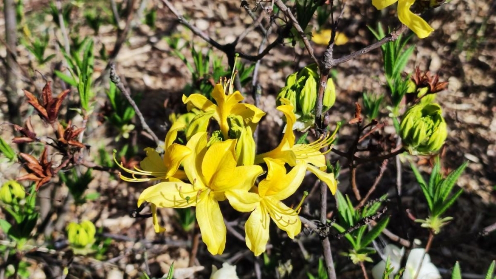 У київському ботсаду розпочався сезон цвітіння бузку – це не можна пропустити (фоторепортаж) 19 У київському ботсаду розпочався сезон цвітіння бузку – це не можна пропустити (фоторепортаж)