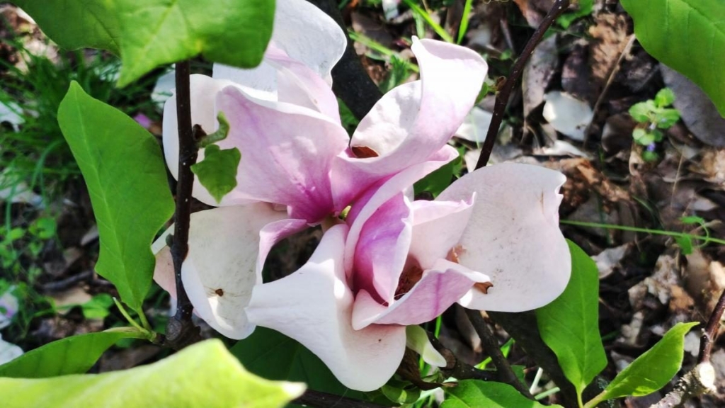 У київському ботсаду розпочався сезон цвітіння бузку – це не можна пропустити (фоторепортаж) 14 У київському ботсаду розпочався сезон цвітіння бузку – це не можна пропустити (фоторепортаж)