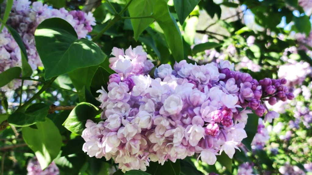 У київському ботсаду розпочався сезон цвітіння бузку – це не можна пропустити (фоторепортаж) 22 Бузок у ботсаду Києва / фото Марина Григоренко