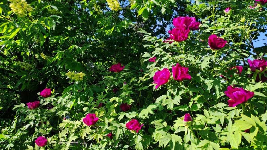 У київському ботсаду розпочався сезон цвітіння бузку – це не можна пропустити (фоторепортаж) 17 У київському ботсаду розпочався сезон цвітіння бузку – це не можна пропустити (фоторепортаж)