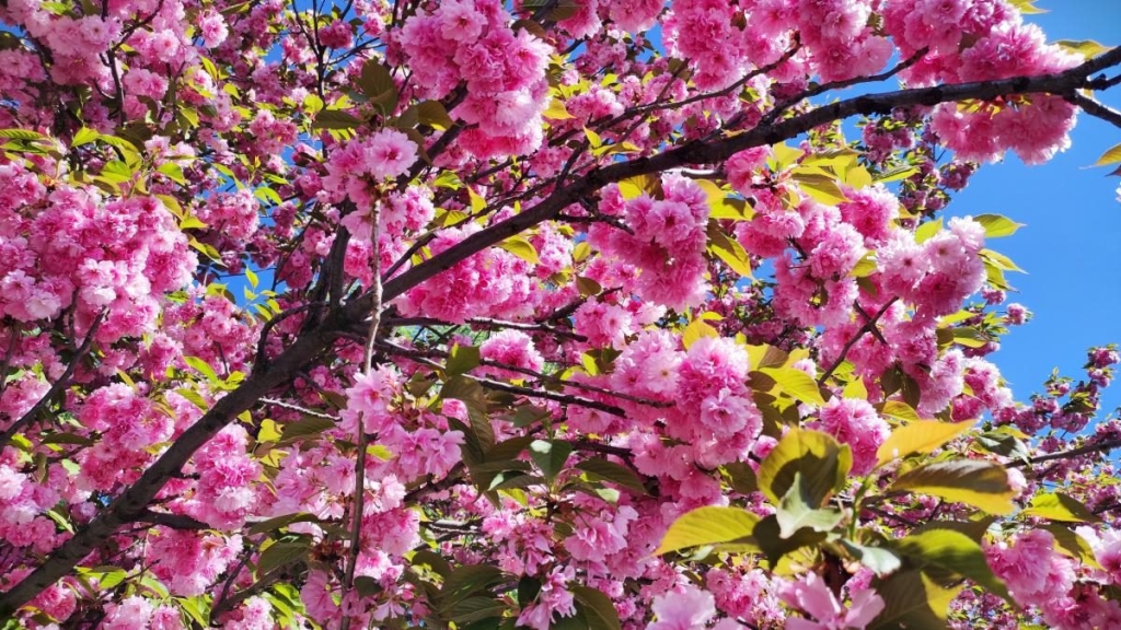 У київському ботсаду розпочався сезон цвітіння бузку – це не можна пропустити (фоторепортаж) 11 У київському ботсаду розпочався сезон цвітіння бузку – це не можна пропустити (фоторепортаж)