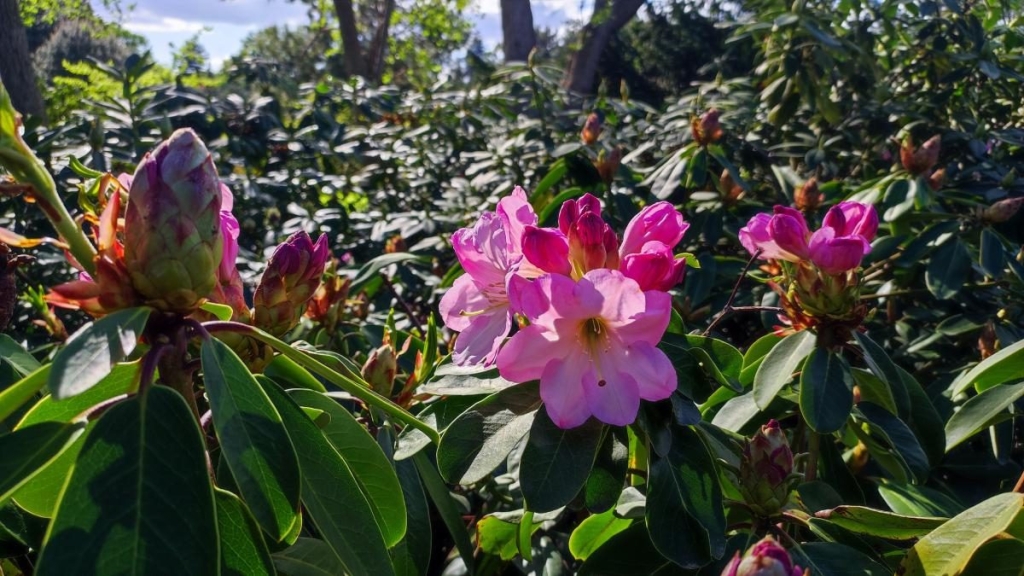 У київському ботсаду розпочався сезон цвітіння бузку – це не можна пропустити (фоторепортаж) 18 У київському ботсаду розпочався сезон цвітіння бузку – це не можна пропустити (фоторепортаж)