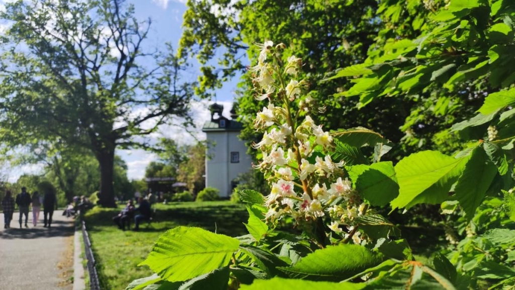 У київському ботсаду розпочався сезон цвітіння бузку – це не можна пропустити (фоторепортаж) 15 У київському ботсаду розпочався сезон цвітіння бузку – це не можна пропустити (фоторепортаж)