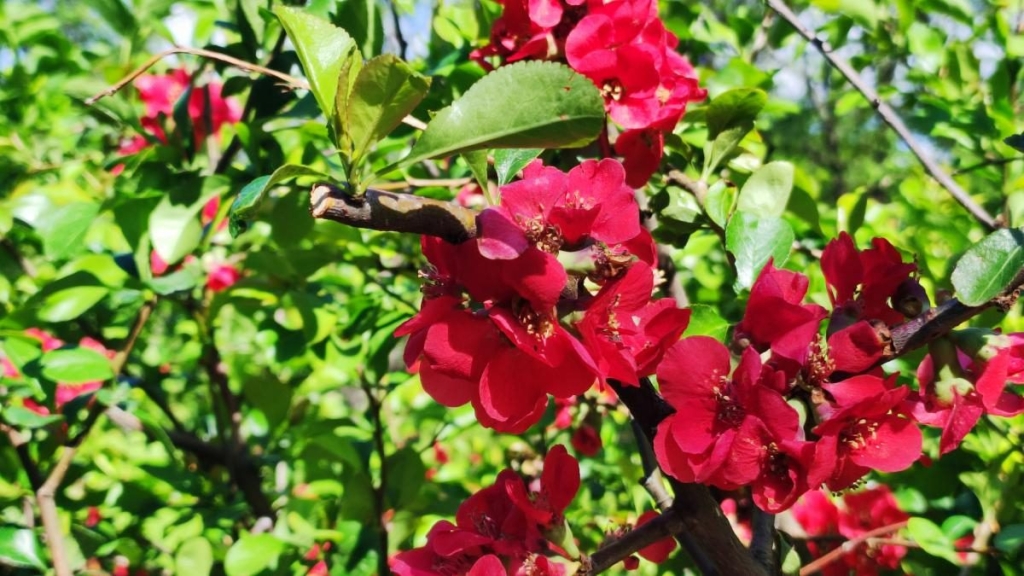 У київському ботсаду розпочався сезон цвітіння бузку – це не можна пропустити (фоторепортаж) 12 У київському ботсаду розпочався сезон цвітіння бузку – це не можна пропустити (фоторепортаж)