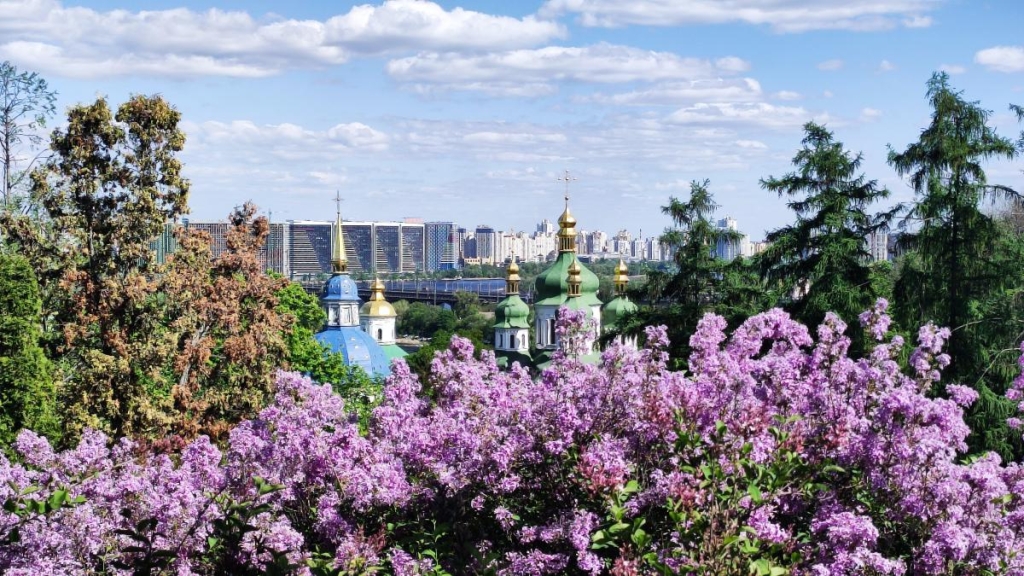 У київському ботсаду розпочався сезон цвітіння бузку – це не можна пропустити (фоторепортаж) 1 У київському ботсаду Гришка вже активно цвіте бузок / фото Марина Григоренко