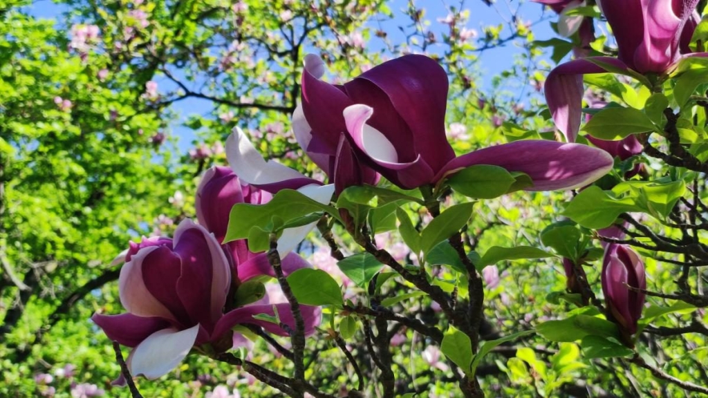 У київському ботсаду розпочався сезон цвітіння бузку – це не можна пропустити (фоторепортаж) 13 У київському ботсаду розпочався сезон цвітіння бузку – це не можна пропустити (фоторепортаж)