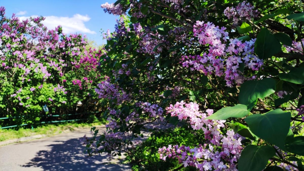 У київському ботсаду розпочався сезон цвітіння бузку – це не можна пропустити (фоторепортаж) 23 Бузок у ботсаду Гришка / фото Марина Григоренко