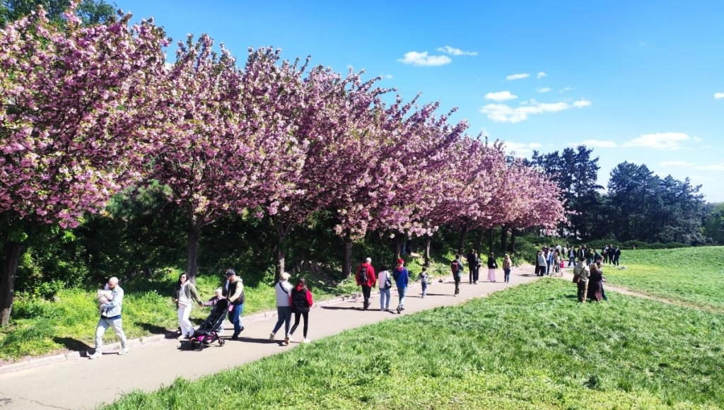 У київському ботсаду розпочався сезон цвітіння бузку – це не можна пропустити (фоторепортаж) 10 У київському ботсаду розпочався сезон цвітіння бузку – це не можна пропустити (фоторепортаж)