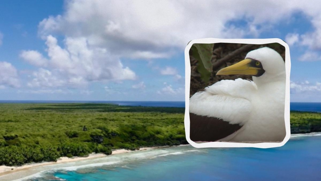 Унікальний кораловий острів, де ніхто не живе: чому Гендерсон не заселений людьми 1 острів Хендерсон