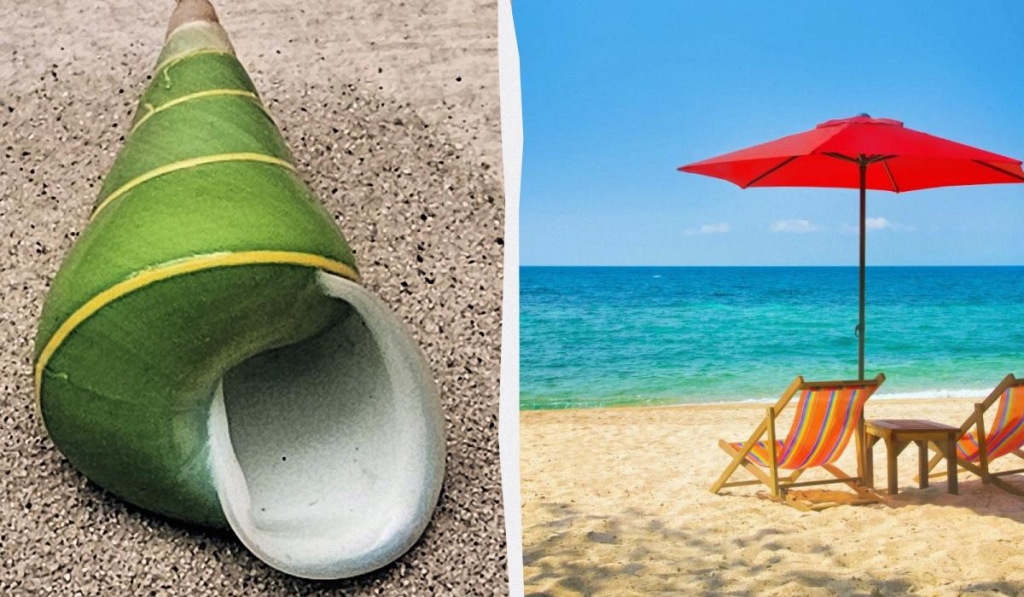 В гіршому випадку може вбити: туристів попередили про небезпеку мушель на пляжі 1 Красиві мушлі на пляжі можуть бути небезпечними / колаж ТА