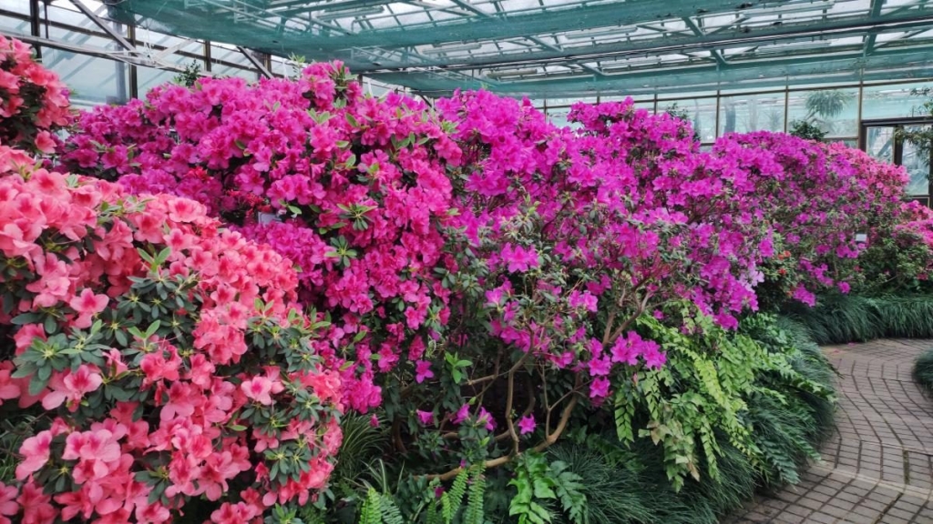 Варто поквапитися: в оранжереї ботсаду Києва на повну квітнуть азалії (фоторепортаж, відео) 4 Варто поквапитися: в оранжереї ботсаду Києва на повну квітнуть азалії (фоторепортаж, відео)