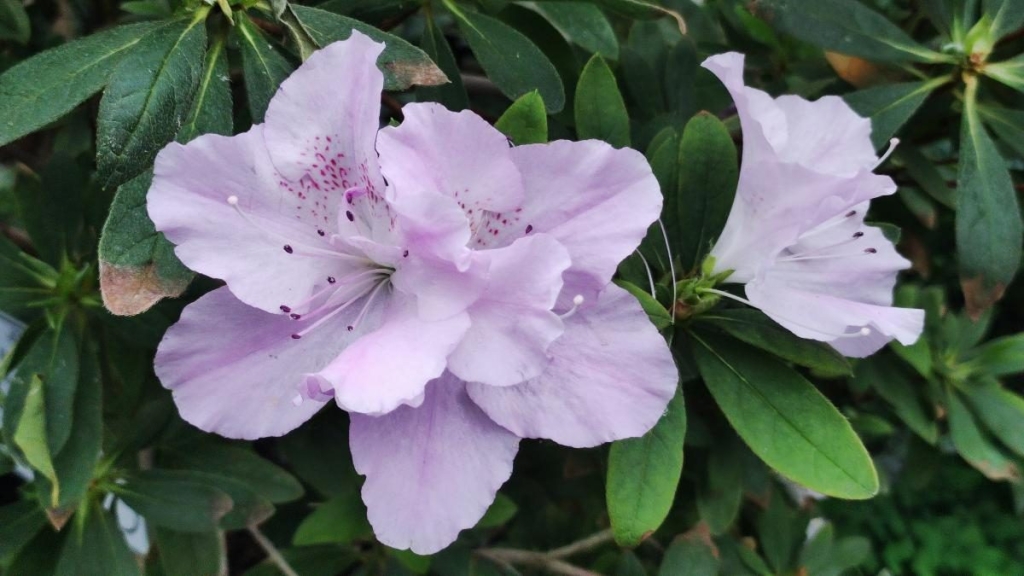 Варто поквапитися: в оранжереї ботсаду Києва на повну квітнуть азалії (фоторепортаж, відео) 15 Варто поквапитися: в оранжереї ботсаду Києва на повну квітнуть азалії (фоторепортаж, відео)