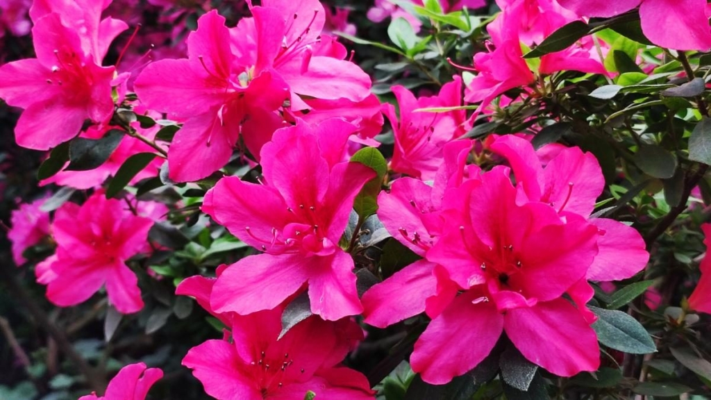 Варто поквапитися: в оранжереї ботсаду Києва на повну квітнуть азалії (фоторепортаж, відео) 13 Варто поквапитися: в оранжереї ботсаду Києва на повну квітнуть азалії (фоторепортаж, відео)