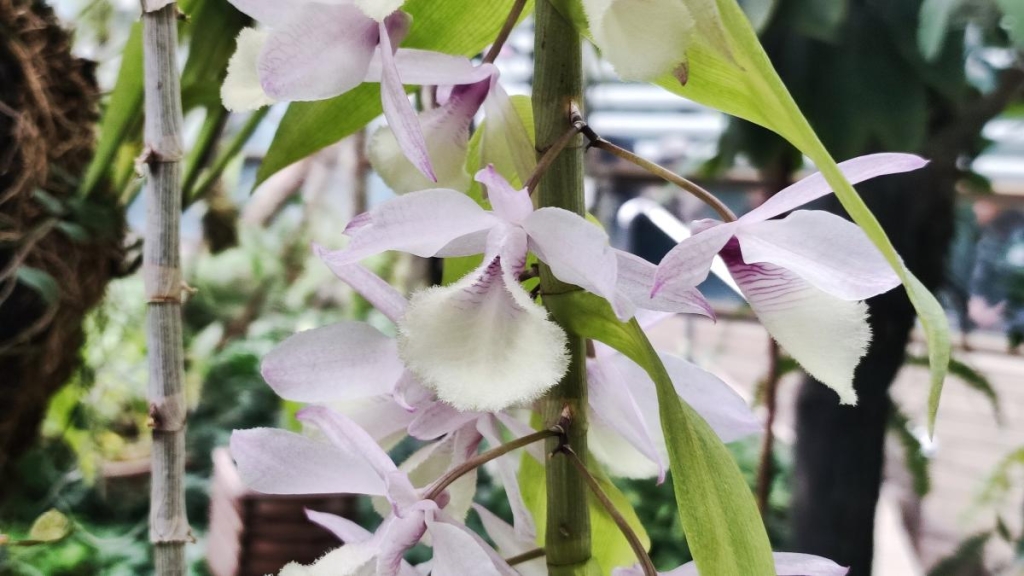 Варто поквапитися: в оранжереї ботсаду Києва на повну квітнуть азалії (фоторепортаж, відео) 22 Орхідеї в ботсаду Гришка / фото Марина Григоренко