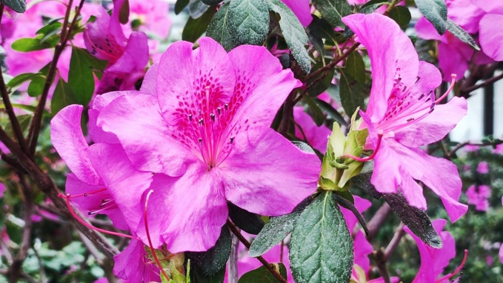 Варто поквапитися: в оранжереї ботсаду Києва на повну квітнуть азалії (фоторепортаж, відео) 7 Варто поквапитися: в оранжереї ботсаду Києва на повну квітнуть азалії (фоторепортаж, відео)