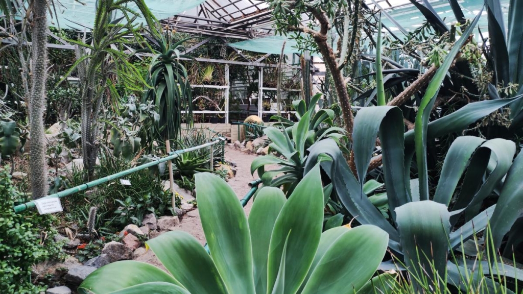 Варто поквапитися: в оранжереї ботсаду Києва на повну квітнуть азалії (фоторепортаж, відео) 20 Кактуси в оранжереї ботсаду Гришка / фото Марина Григоренко