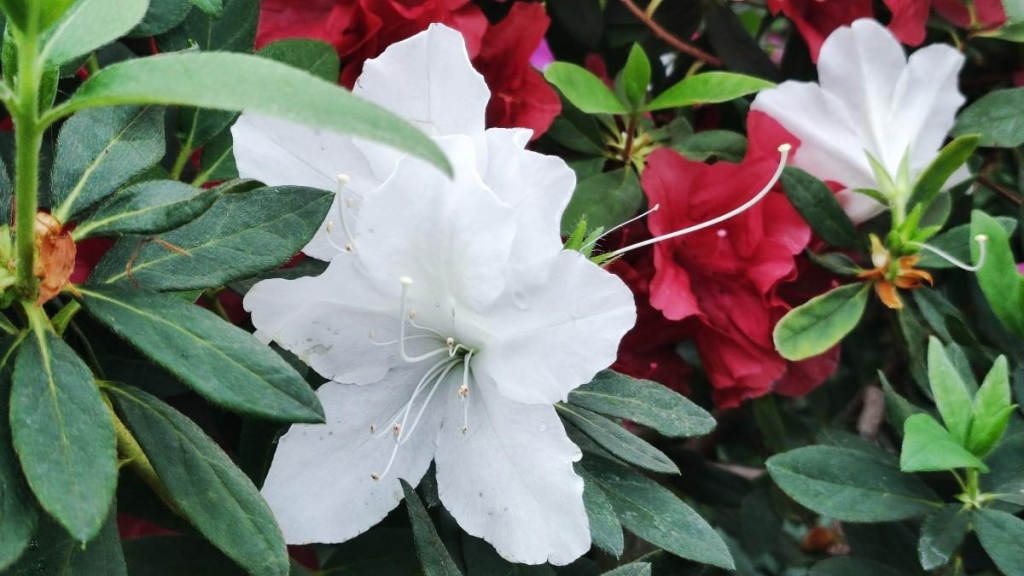 Варто поквапитися: в оранжереї ботсаду Києва на повну квітнуть азалії (фоторепортаж, відео) 8 Варто поквапитися: в оранжереї ботсаду Києва на повну квітнуть азалії (фоторепортаж, відео)