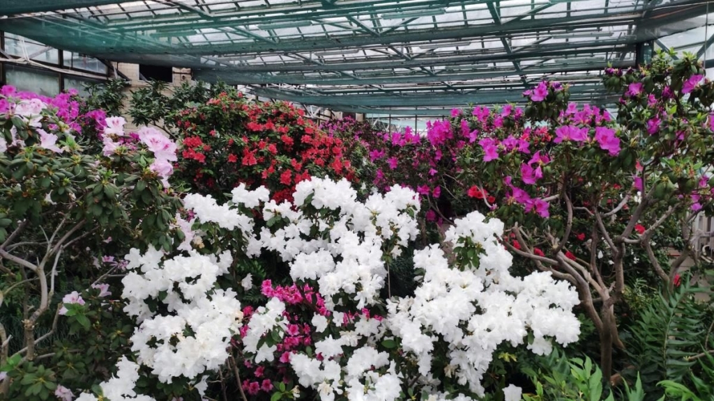 Варто поквапитися: в оранжереї ботсаду Києва на повну квітнуть азалії (фоторепортаж, відео) 16 Варто поквапитися: в оранжереї ботсаду Києва на повну квітнуть азалії (фоторепортаж, відео)