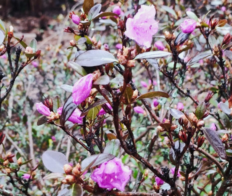 Варто поквапитися: в оранжереї ботсаду Києва на повну квітнуть азалії (фоторепортаж, відео) 23 Перші садові азалії в босаду Гришка в 2025 році / фото Марина Григоренко