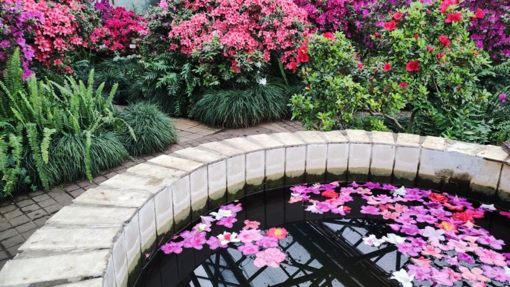 Варто поквапитися: в оранжереї ботсаду Києва на повну квітнуть азалії (фоторепортаж, відео) 19 Варто поквапитися: в оранжереї ботсаду Києва на повну квітнуть азалії (фоторепортаж, відео)