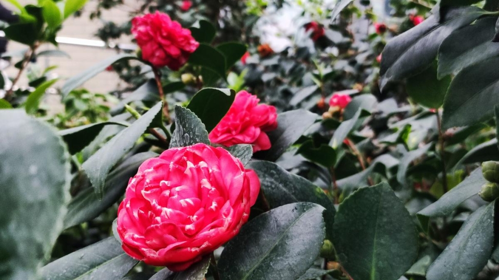 Варто поквапитися: в оранжереї ботсаду Києва на повну квітнуть азалії (фоторепортаж, відео) 2 Камелії в ботсаду Гришка / фото Марина Григоренко