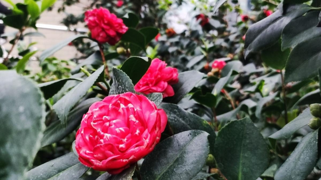 Варто поквапитися: в оранжереї ботсаду Києва на повну квітнуть азалії (фоторепортаж, відео) 12 Варто поквапитися: в оранжереї ботсаду Києва на повну квітнуть азалії (фоторепортаж, відео)