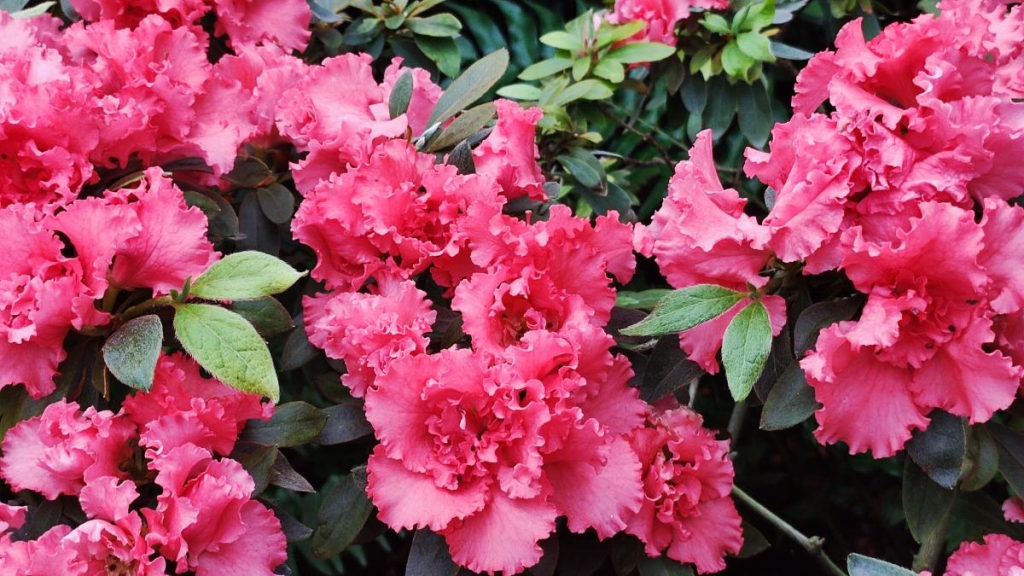 Варто поквапитися: в оранжереї ботсаду Києва на повну квітнуть азалії (фоторепортаж, відео) 1 В ботсаду Гришка масово цвітуть азалії / фото Марина Григоренко