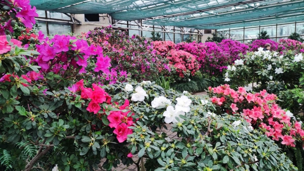 Варто поквапитися: в оранжереї ботсаду Києва на повну квітнуть азалії (фоторепортаж, відео) 18 Варто поквапитися: в оранжереї ботсаду Києва на повну квітнуть азалії (фоторепортаж, відео)